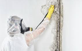 Best Real Estate Mold Inspection  in Lovettsville, VA